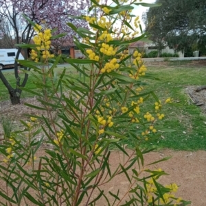 Acacia sp. at Curtin, ACT - 7 Sep 2022