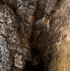 Apis mellifera (European honey bee) at Paddys River, ACT - 7 Sep 2022 by SteveBorkowskis