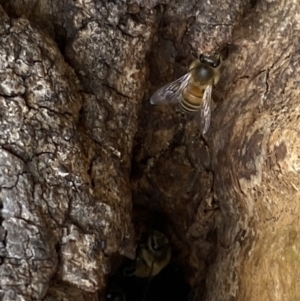 Apis mellifera at Paddys River, ACT - 7 Sep 2022 01:33 PM