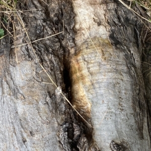 Apis mellifera at Paddys River, ACT - 7 Sep 2022