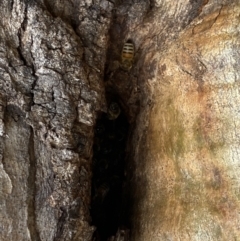 Apis mellifera at Paddys River, ACT - 7 Sep 2022