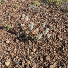 Ptilotus nobilis (Broad Foxtail, Yellow-tails) at Tibooburra, NSW - 30 Aug 2022 by Darcy