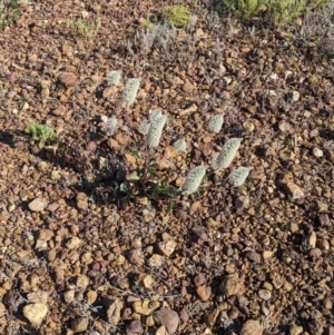 Ptilotus nobilis at Tibooburra, NSW - 30 Aug 2022 09:37 AM