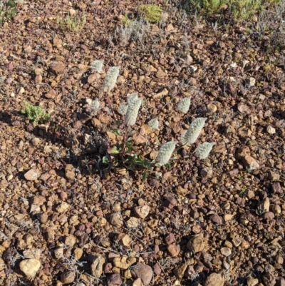 Ptilotus nobilis (Broad Foxtail, Yellow-tails) at Tibooburra, NSW - 29 Aug 2022 by Darcy