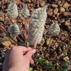 Ptilotus nobilis at Tibooburra, NSW - 30 Aug 2022 09:37 AM