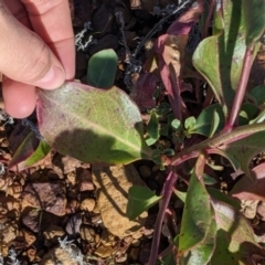 Ptilotus nobilis at Tibooburra, NSW - 30 Aug 2022