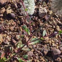 Ptilotus nobilis at Tibooburra, NSW - 30 Aug 2022 09:37 AM