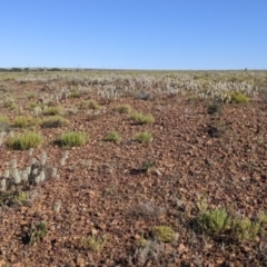 Ptilotus nobilis at Tibooburra, NSW - 30 Aug 2022 09:37 AM