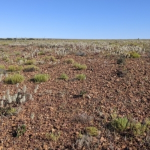 Ptilotus nobilis at Tibooburra, NSW - 30 Aug 2022 09:37 AM