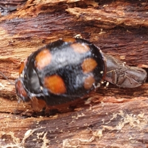 Paropsisterna beata at Gundaroo, NSW - 18 Aug 2022 12:08 PM