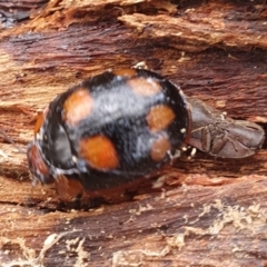 Paropsisterna beata (Eucalyptus leaf beetle) at Gundaroo, NSW - 18 Aug 2022 by Gunyijan
