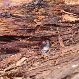 Paropsisterna beata at Gundaroo, NSW - 18 Aug 2022 12:08 PM