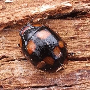 Paropsisterna beata at Gundaroo, NSW - 18 Aug 2022 12:08 PM