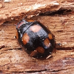 Paropsisterna beata at Gundaroo, NSW - 18 Aug 2022