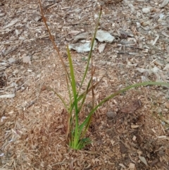 Dianella longifolia (Pale Flax Lily) at Curtin, ACT - 7 Sep 2022 by JohnDM