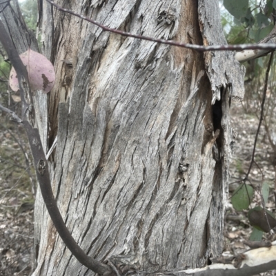 Eucalyptus polyanthemos (Red Box) at Point 3852 - 7 Sep 2022 by lbradley