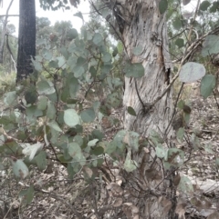 Eucalyptus polyanthemos at Aranda, ACT - 7 Sep 2022