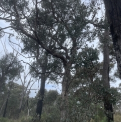 Eucalyptus polyanthemos at Point 3852 - 7 Sep 2022