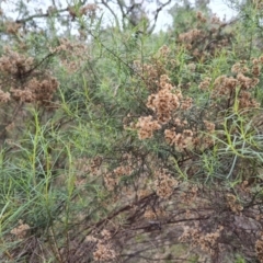 Cassinia quinquefaria (Rosemary Cassinia) at Isaacs Ridge and Nearby - 7 Sep 2022 by Mike