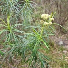 Cassinia longifolia (Shiny Cassinia, Cauliflower Bush) at Isaacs Ridge and Nearby - 7 Sep 2022 by Mike