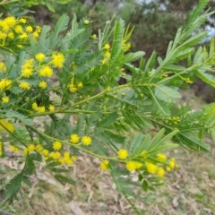 Acacia decurrens (Green Wattle) at Isaacs Ridge - 7 Sep 2022 by Mike