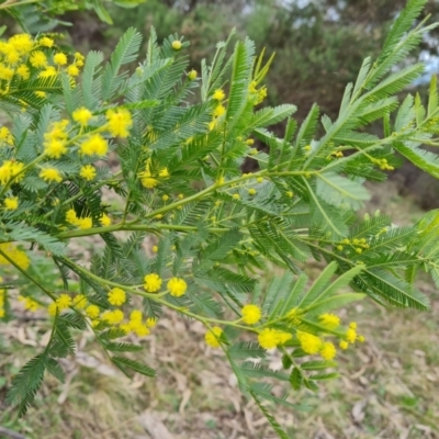 Acacia decurrens (Green Wattle) at Isaacs Ridge and Nearby - 7 Sep 2022 by Mike