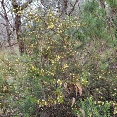 Acacia ulicifolia (Prickly Moses) at Isaacs Ridge - 7 Sep 2022 by Mike