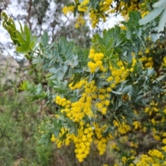 Acacia baileyana (Cootamundra Wattle, Golden Mimosa) at Isaacs Ridge and Nearby - 7 Sep 2022 by Mike