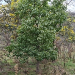 Brachychiton populneus subsp. populneus (Kurrajong) at Jerrabomberra, ACT - 7 Sep 2022 by Mike