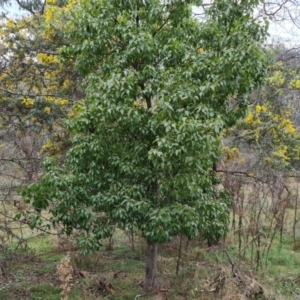 Brachychiton populneus subsp. populneus at Jerrabomberra, ACT - 7 Sep 2022