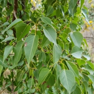 Brachychiton populneus subsp. populneus at Jerrabomberra, ACT - 7 Sep 2022