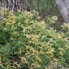 Clematis leptophylla (Small-leaf Clematis, Old Man's Beard) at Jerrabomberra, ACT - 7 Sep 2022 by Mike