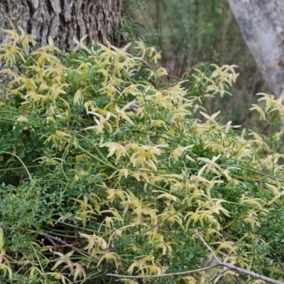 Clematis leptophylla (Small-leaf Clematis, Old Man's Beard) at Isaacs Ridge and Nearby - 7 Sep 2022 by Mike