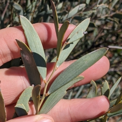 Acacia cambagei (Gidgee, Stinking Wattle) at Tibooburra, NSW - 29 Aug 2022 by Darcy