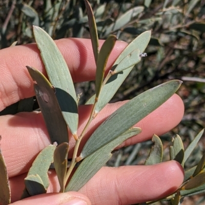 Acacia cambagei (Gidgee, Stinking Wattle) at Sturt National Park - 30 Aug 2022 by Darcy