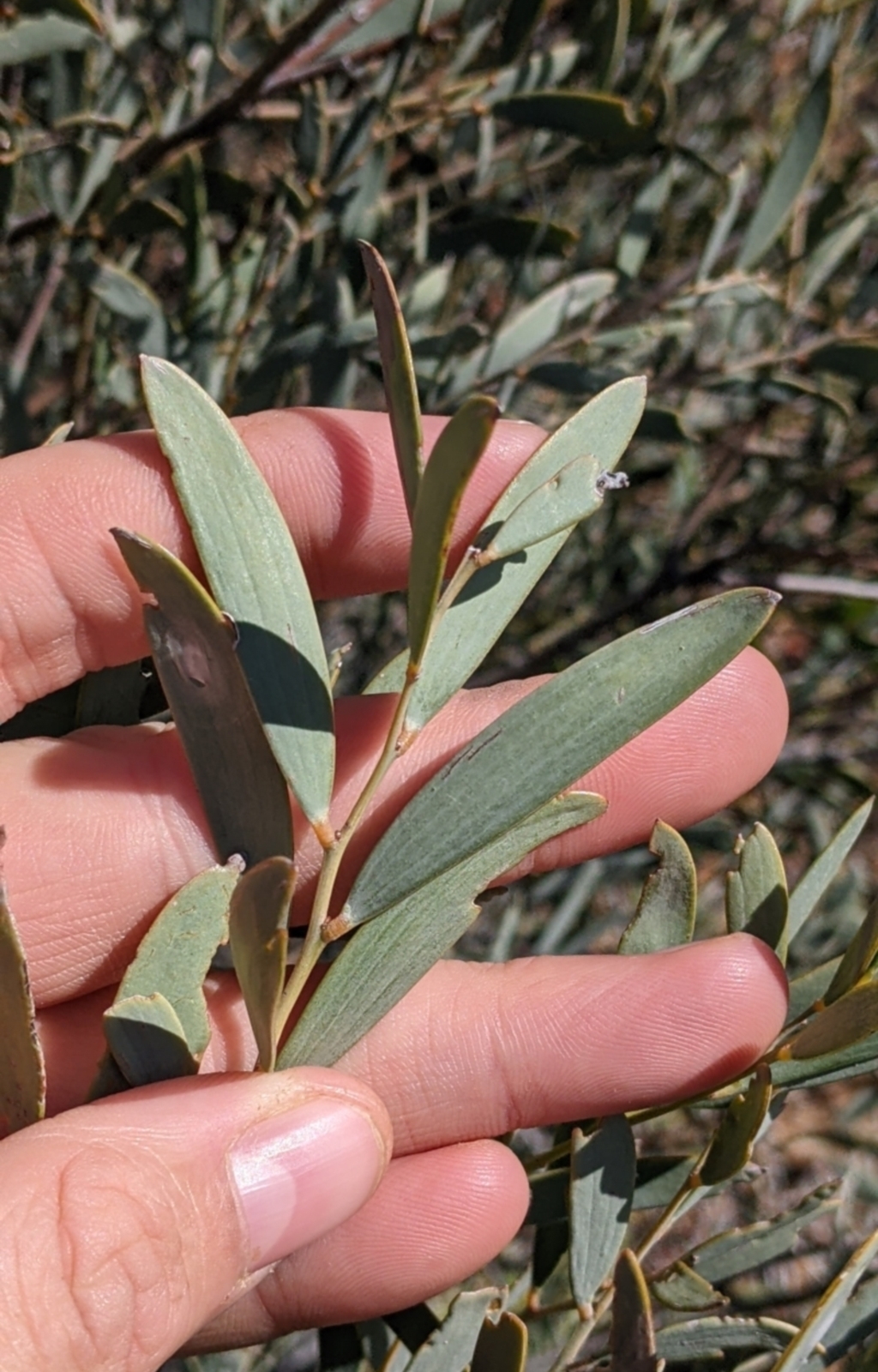 Acacia cambagei at Tibooburra, NSW - 30 Aug 2022