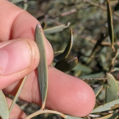 Acacia cambagei at Tibooburra, NSW - 30 Aug 2022