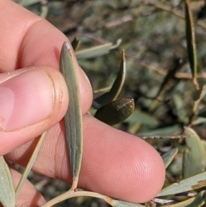 Acacia cambagei at Tibooburra, NSW - 30 Aug 2022 09:39 AM