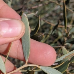 Acacia cambagei at Tibooburra, NSW - 30 Aug 2022