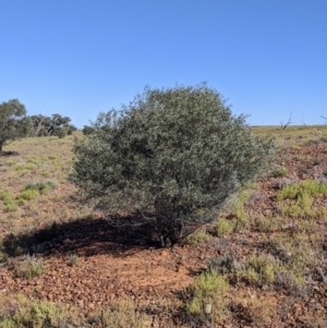 Acacia cambagei at Tibooburra, NSW - 30 Aug 2022