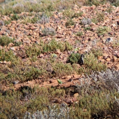 Melopsittacus undulatus (Budgerigar) at Sturt National Park - 29 Aug 2022 by Darcy