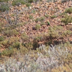 Melopsittacus undulatus at Tibooburra, NSW - 30 Aug 2022 09:44 AM