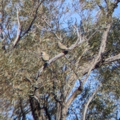 Northiella haematogaster (Greater Bluebonnet) at Tibooburra, NSW - 30 Aug 2022 by Darcy