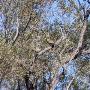 Northiella haematogaster at Tibooburra, NSW - 30 Aug 2022