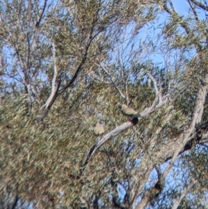Northiella haematogaster at Tibooburra, NSW - 30 Aug 2022