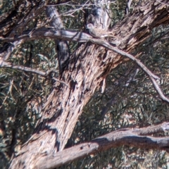 Geopelia cuneata (Diamond Dove) at Tibooburra, NSW - 30 Aug 2022 by Darcy