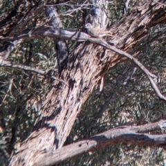 Geopelia cuneata (Diamond Dove) at Tibooburra, NSW - 29 Aug 2022 by Darcy