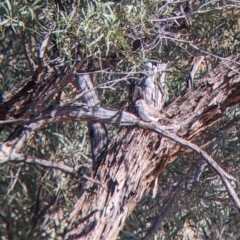 Geopelia cuneata at Tibooburra, NSW - 30 Aug 2022 09:48 AM