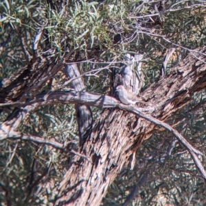 Geopelia cuneata at Tibooburra, NSW - 30 Aug 2022