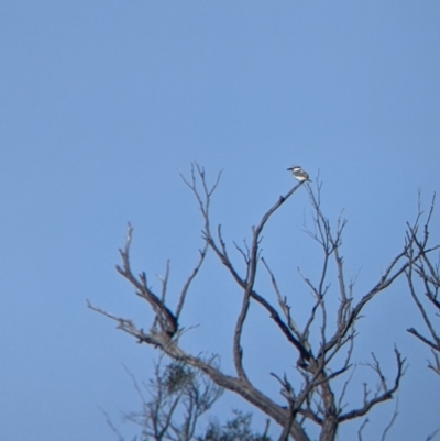 Todiramphus pyrrhopygius (Red-backed Kingfisher) at Sturt National Park - 29 Aug 2022 by Darcy